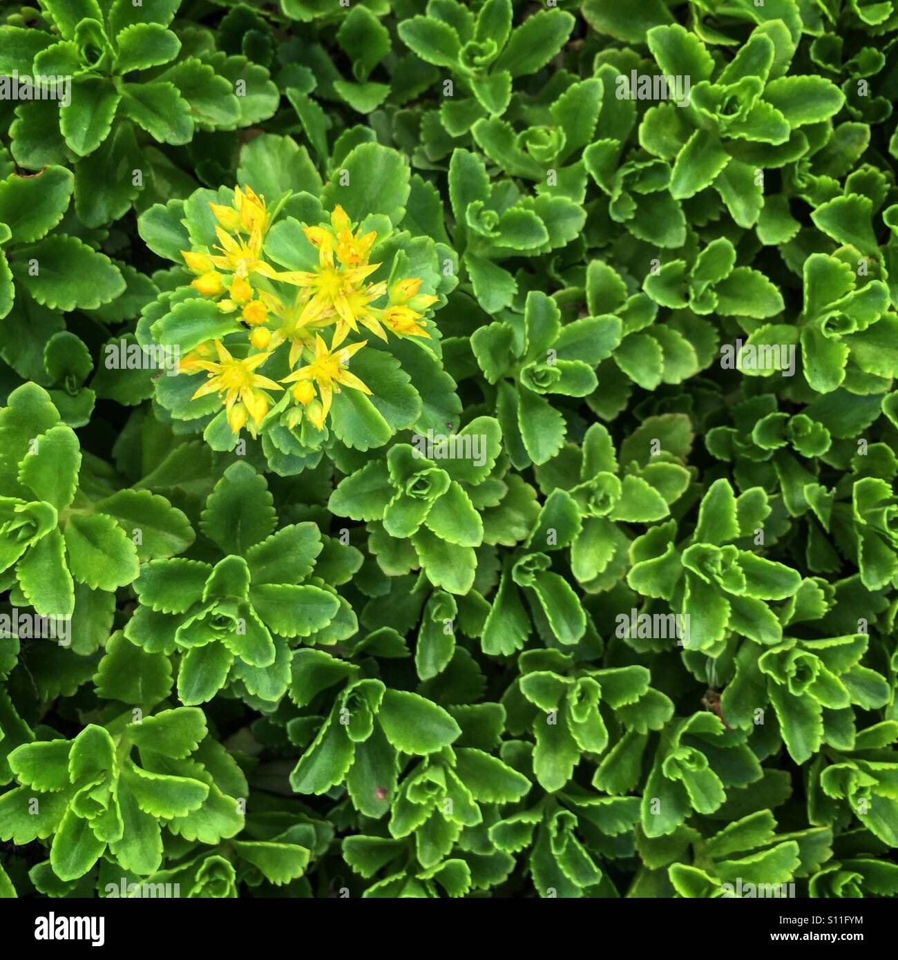 Unica testa di fiori di colore giallo su verde sfondo frondoso - strisciante sedum Foto Stock