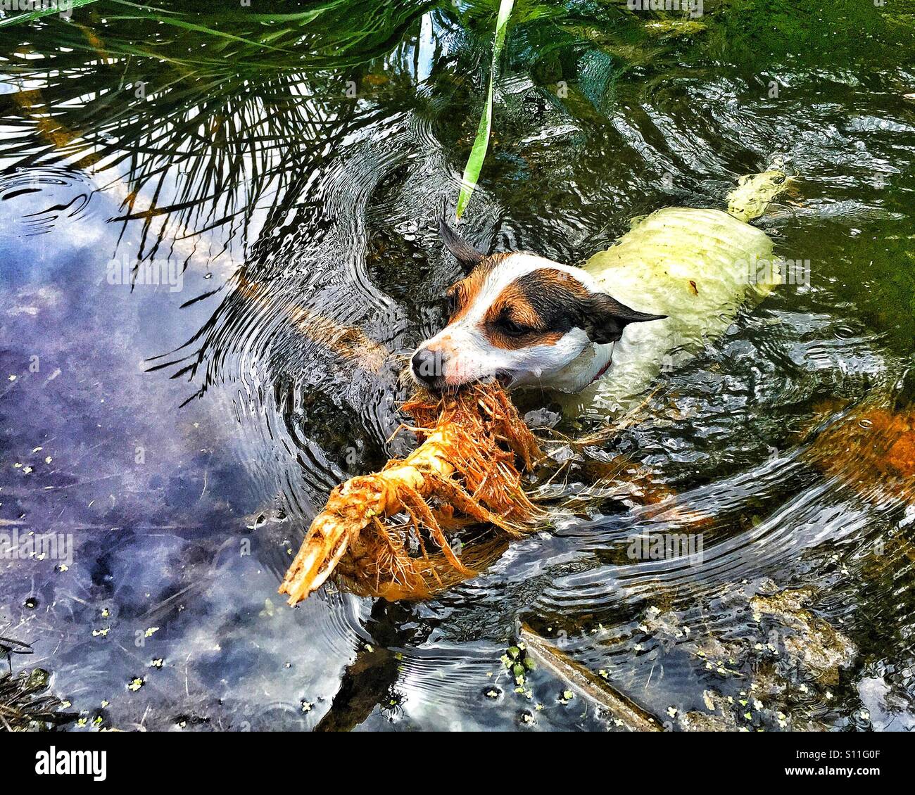 Cane a nuotare in un laghetto mentre trasporta una radice di una canna nella sua bocca. Colpo all'aperto. - Immagine stock catturata con smartphone