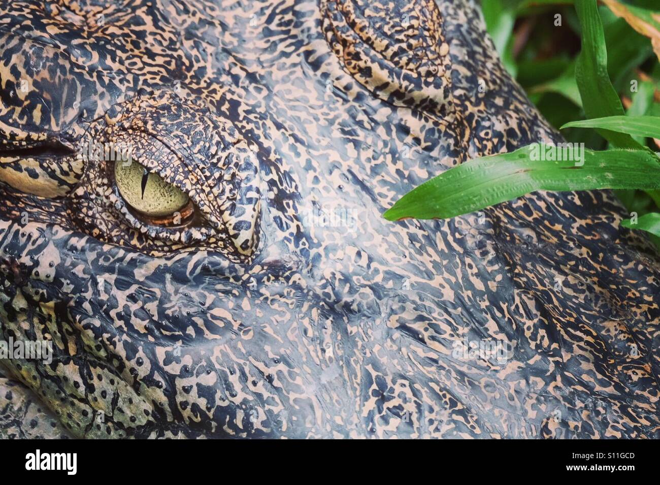 Close up crododile occhio, guardando minaccioso. Foto Stock