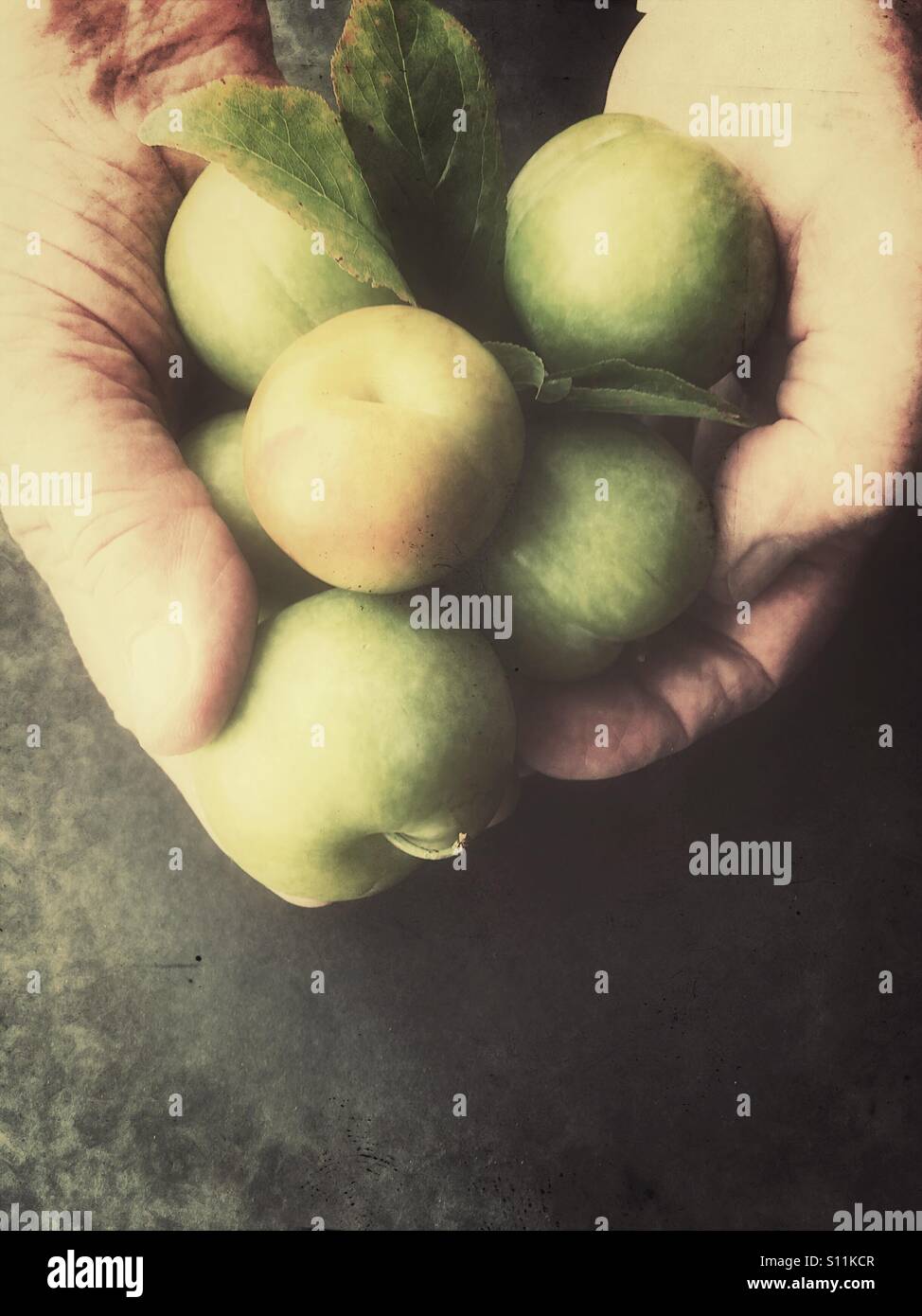 L'uomo mantiene fresche le prugne - Immagine stock catturata con smartphone