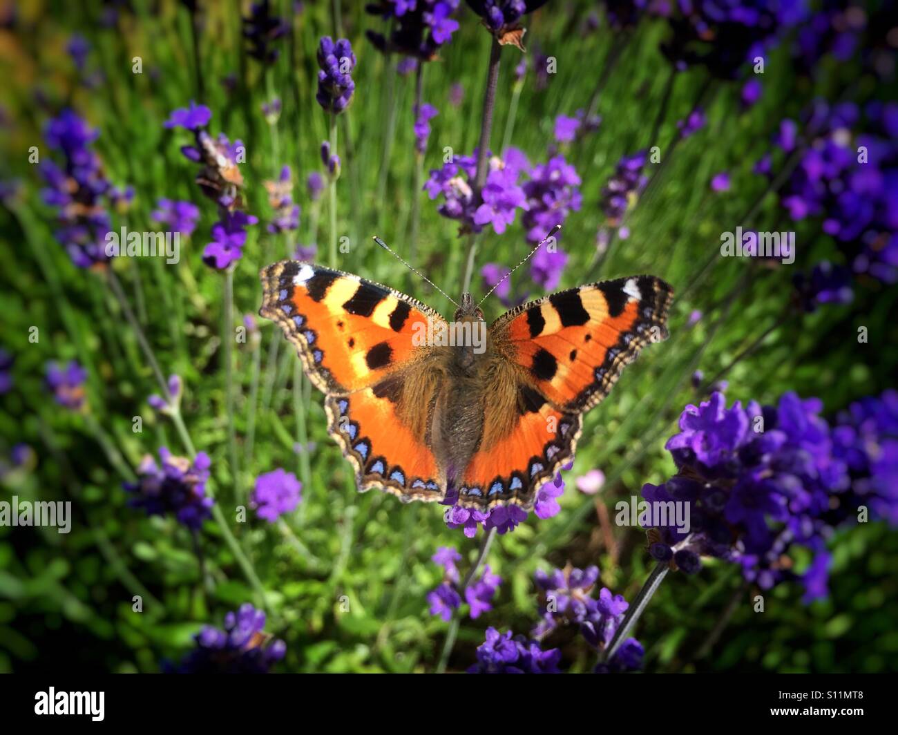 Piccola tartaruga farfalla sulla lavanda - Immagine stock catturata con smartphone