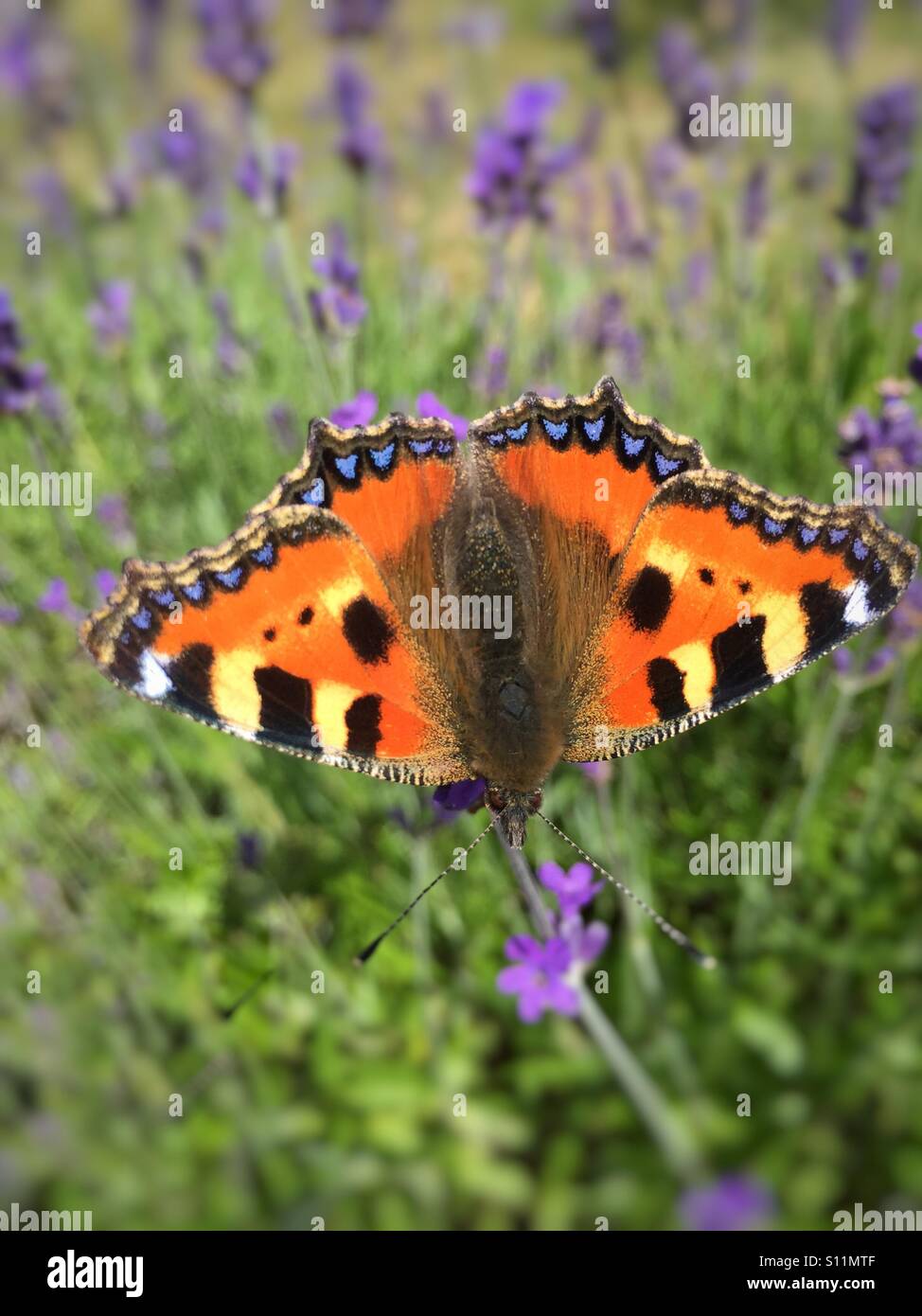 Piccola tartaruga farfalla sulla lavanda in Inghilterra - Immagine stock catturata con smartphone