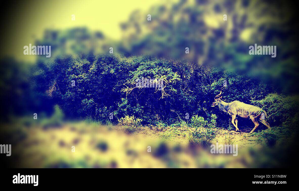 Njala Buck, iSimangsliso Wetland Park, KwaZulu Natal, Sud Africa - Immagine stock catturata con smartphone
