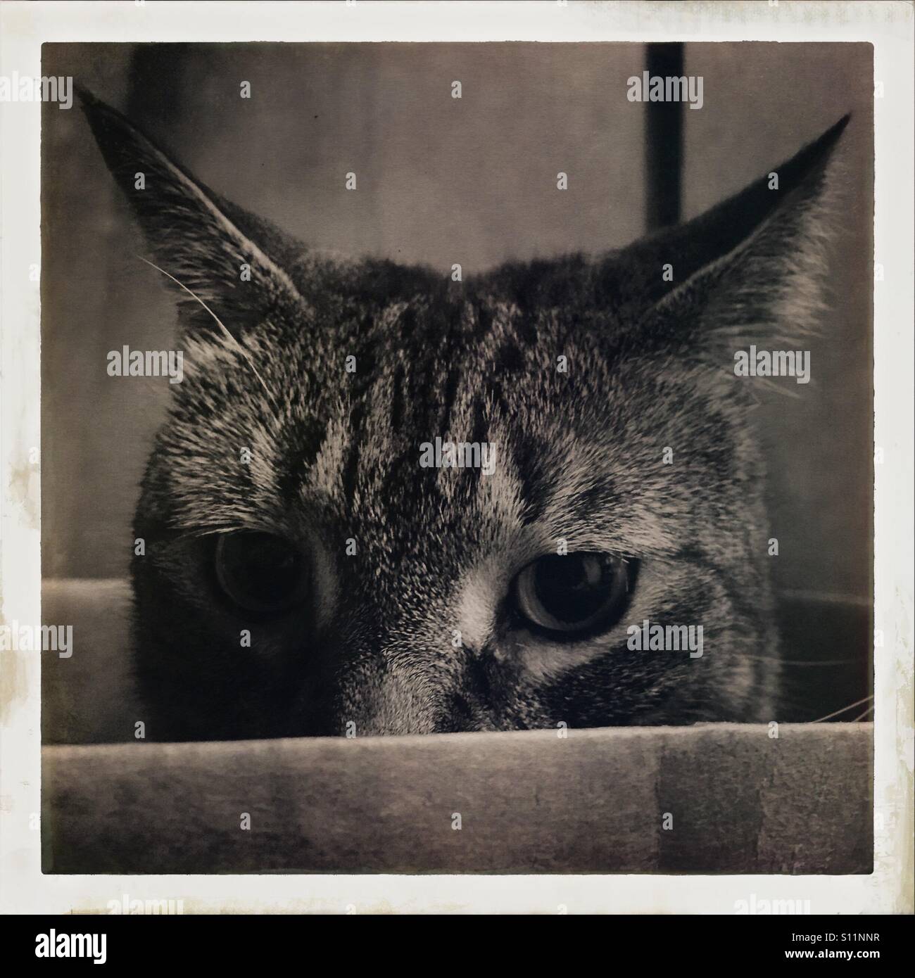 Tabby cat nascondere nella casella - Immagine stock catturata con smartphone