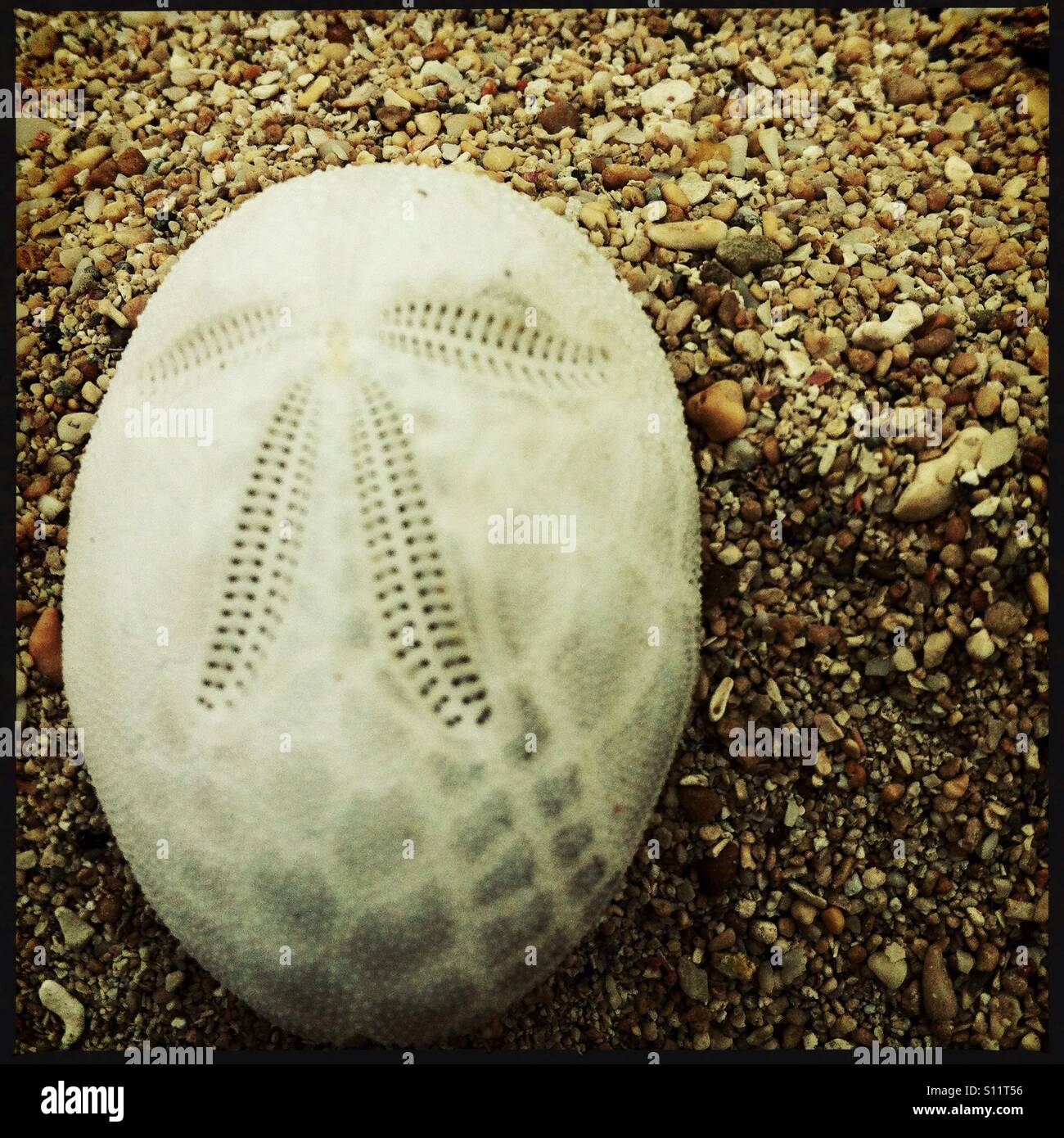 A forma di stella pattern su un ricci di mare shell disponibile sulla spiaggia, Marinduque, Filippine Foto Stock