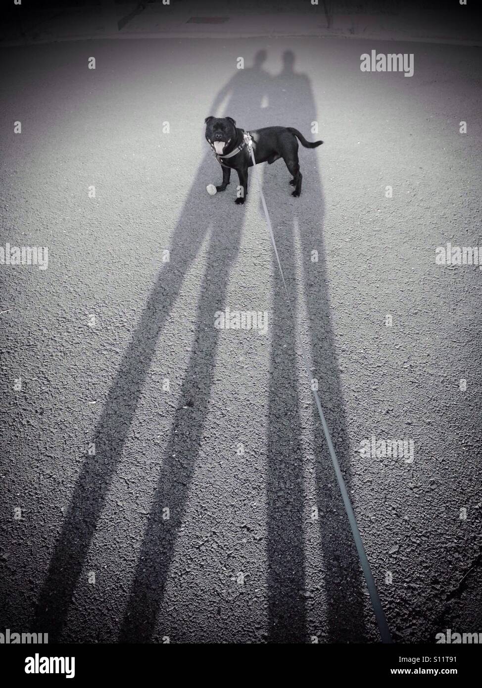 Ombre lunghe di due persone con un cane in piedi al centro su un cavo lungo e un buon viso durante un cane a camminare. Il cane è un Staffordshire Bull Terrier - Immagine stock catturata con smartphone