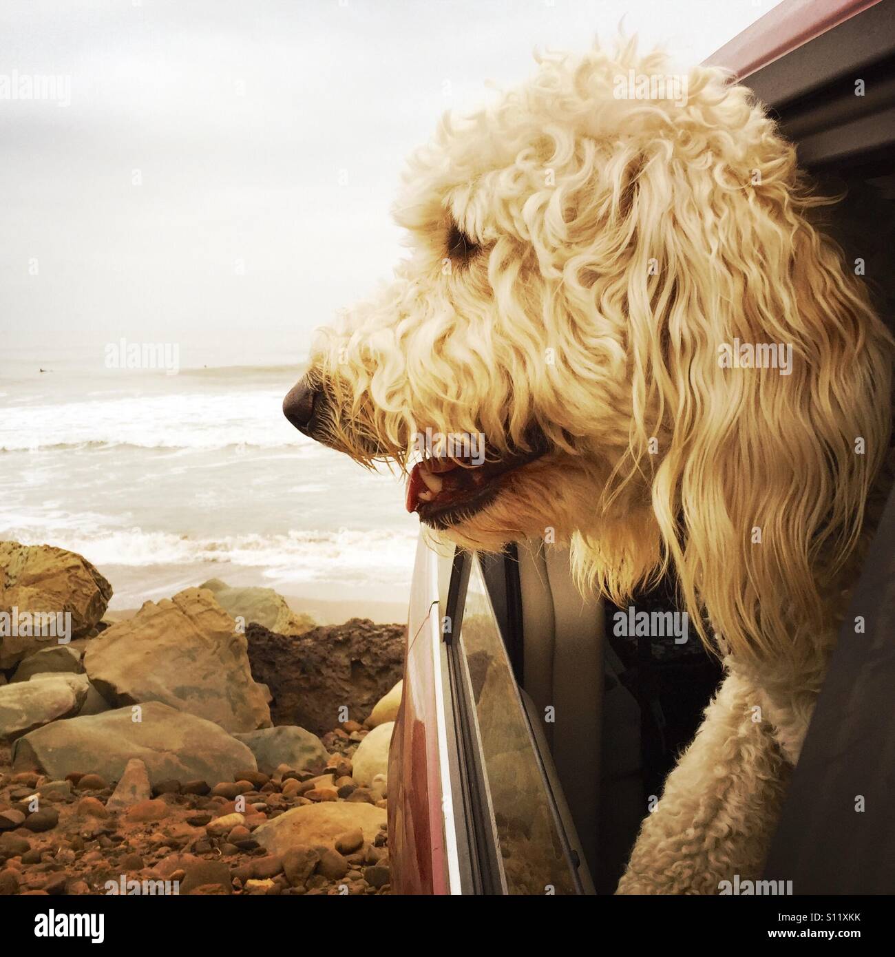 Un cane labradoodle bloccata la testa fuori da una finestra di vetture in spiaggia. Ventura, California USA. Foto Stock