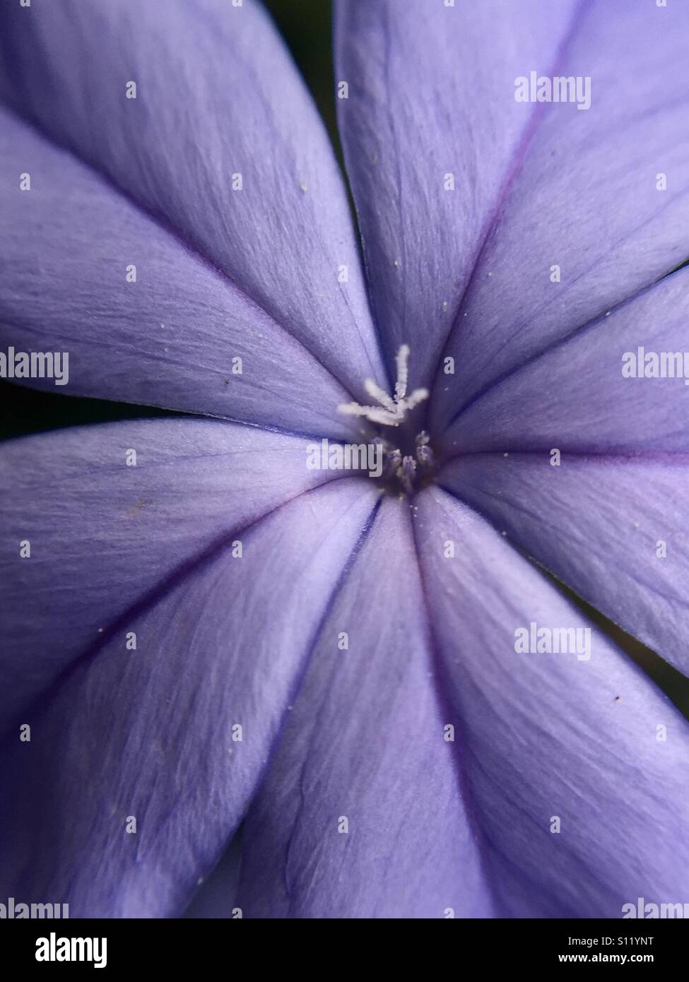 Primo piano di un fiore di plumbago che riempie il telaio - Immagine stock catturata con smartphone