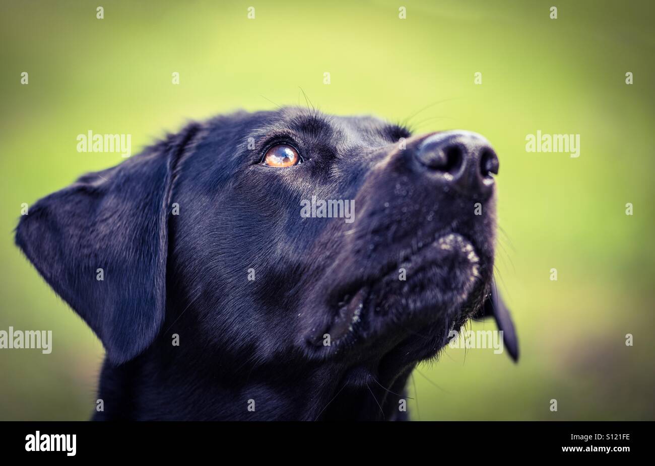 Il Labrador nero ritratto di testa contro un vivace sfondo verde - Immagine stock catturata con smartphone