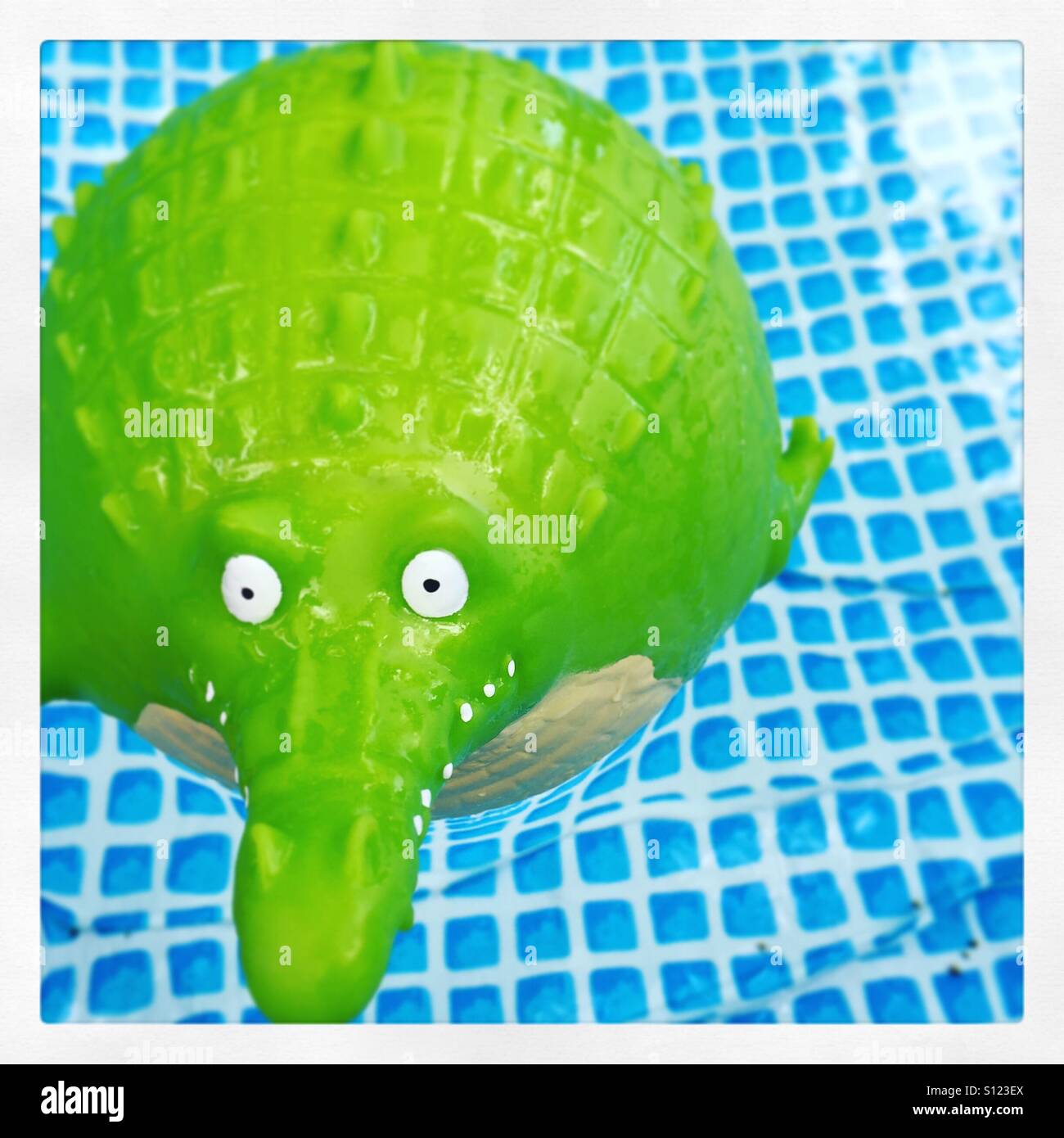 Croc in piscina Foto Stock