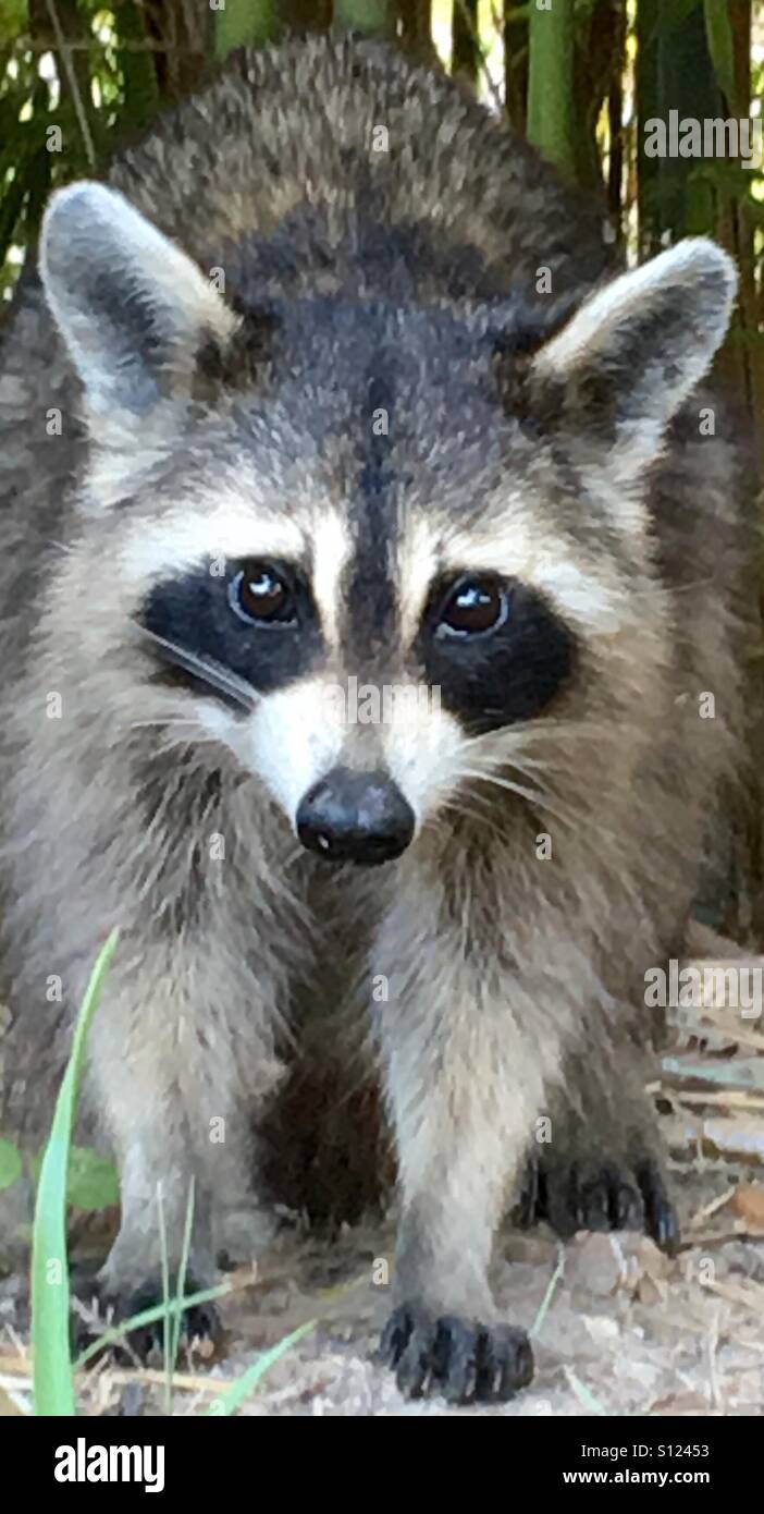 Il rispetto della fauna selvatica. Foto Stock