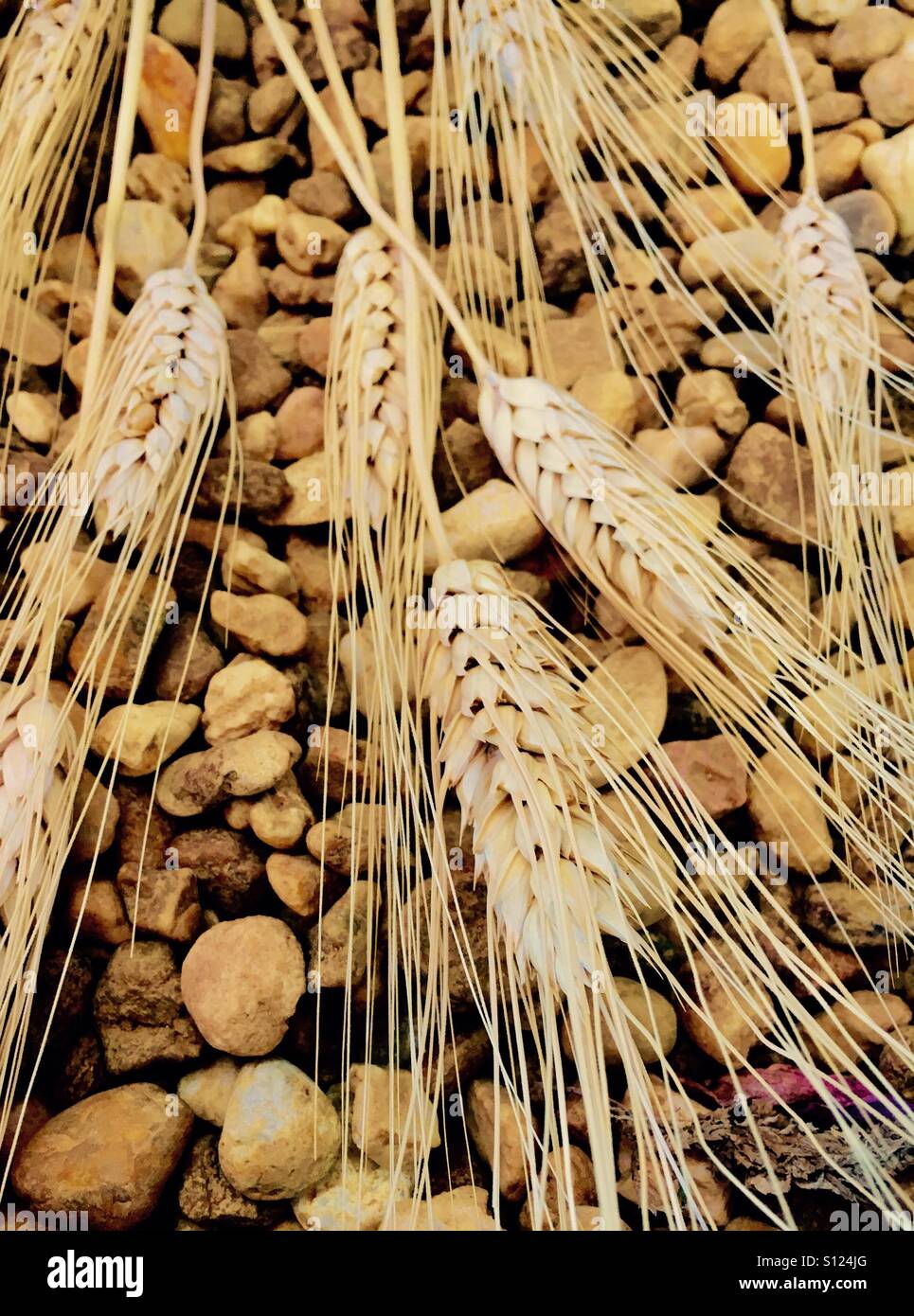 Grano Foto Stock