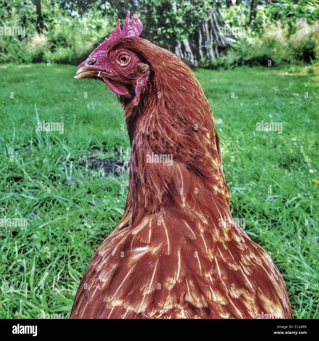 Camma di pollo - una scelta libera di pollo su alert - Immagine stock catturata con smartphone
