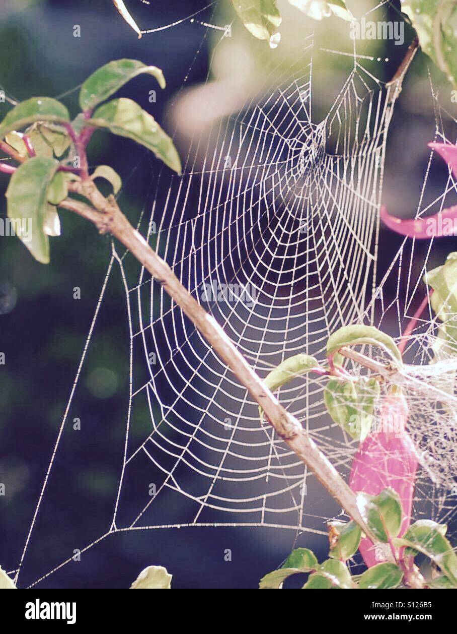 Primo piano di coperta di rugiada spider web su una boccola di fucsia. Foto Stock