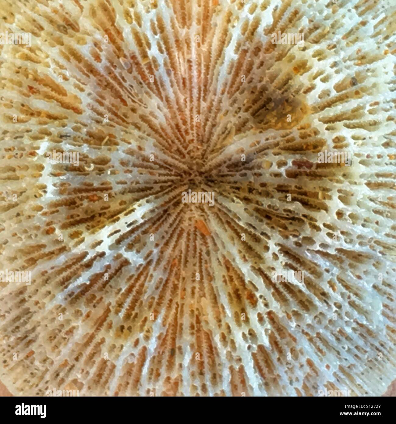 Il corallo fossile dettaglio Foto Stock