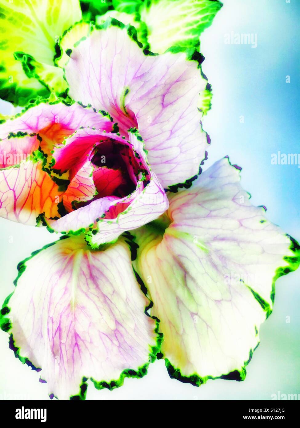 Fiore di Kale Foto Stock