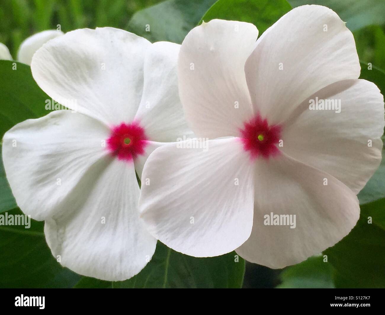 Coppia di vincas bianco con centri di rosa Foto Stock
