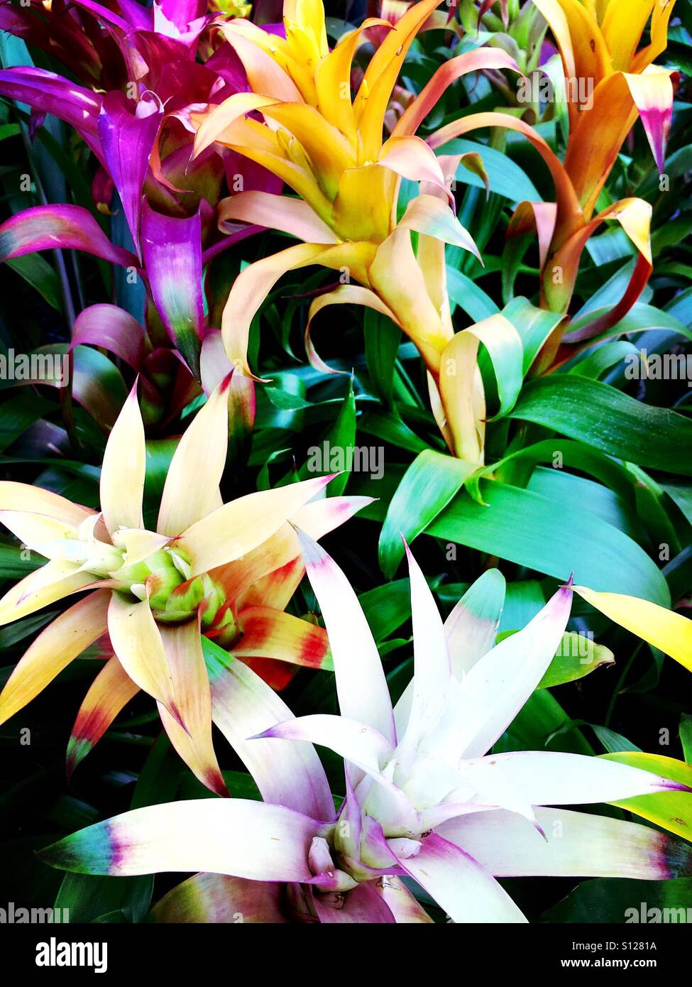 Giardino Bromelaid - Immagine stock catturata con smartphone