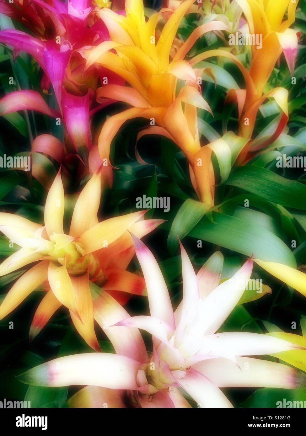 Bromelaid giardino tropicale - Immagine stock catturata con smartphone