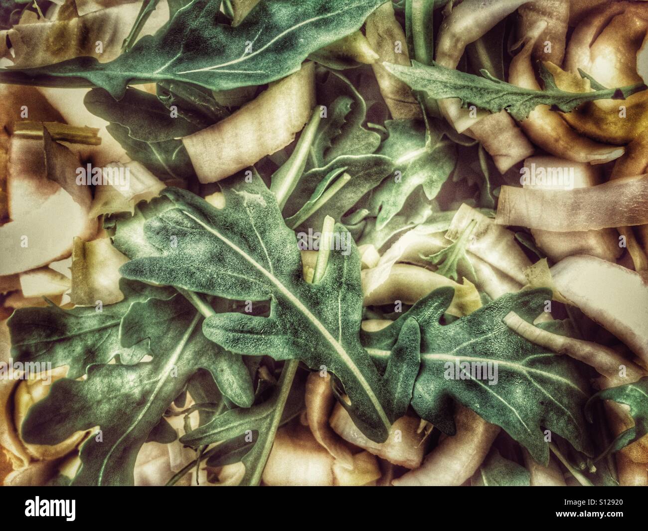 Misto insalata in foglia, close up Foto Stock