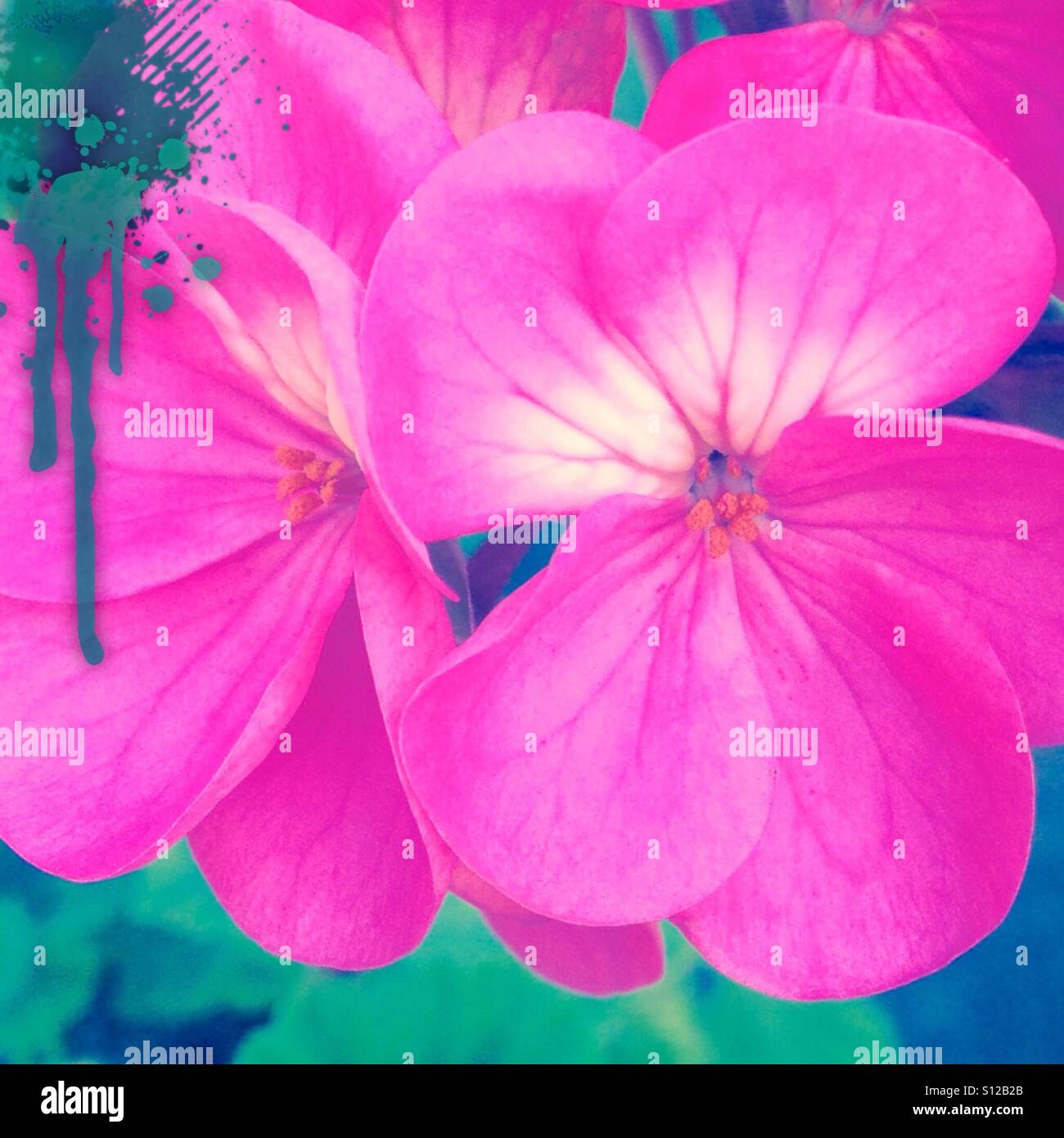 Rosa e blu, colore verde pallet, arte nella natura, fiori, iPhone foto, close up, filtrato ed effetti di pittura, Foto Stock