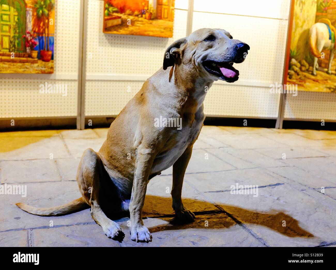 A tre gambe cane con la tecnica a piedi a San Jose del Cabo, Messico Foto Stock