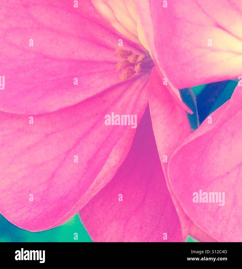 Rosa di petali di fiori, polline, vicino, foto, iPhone Foto Stock
