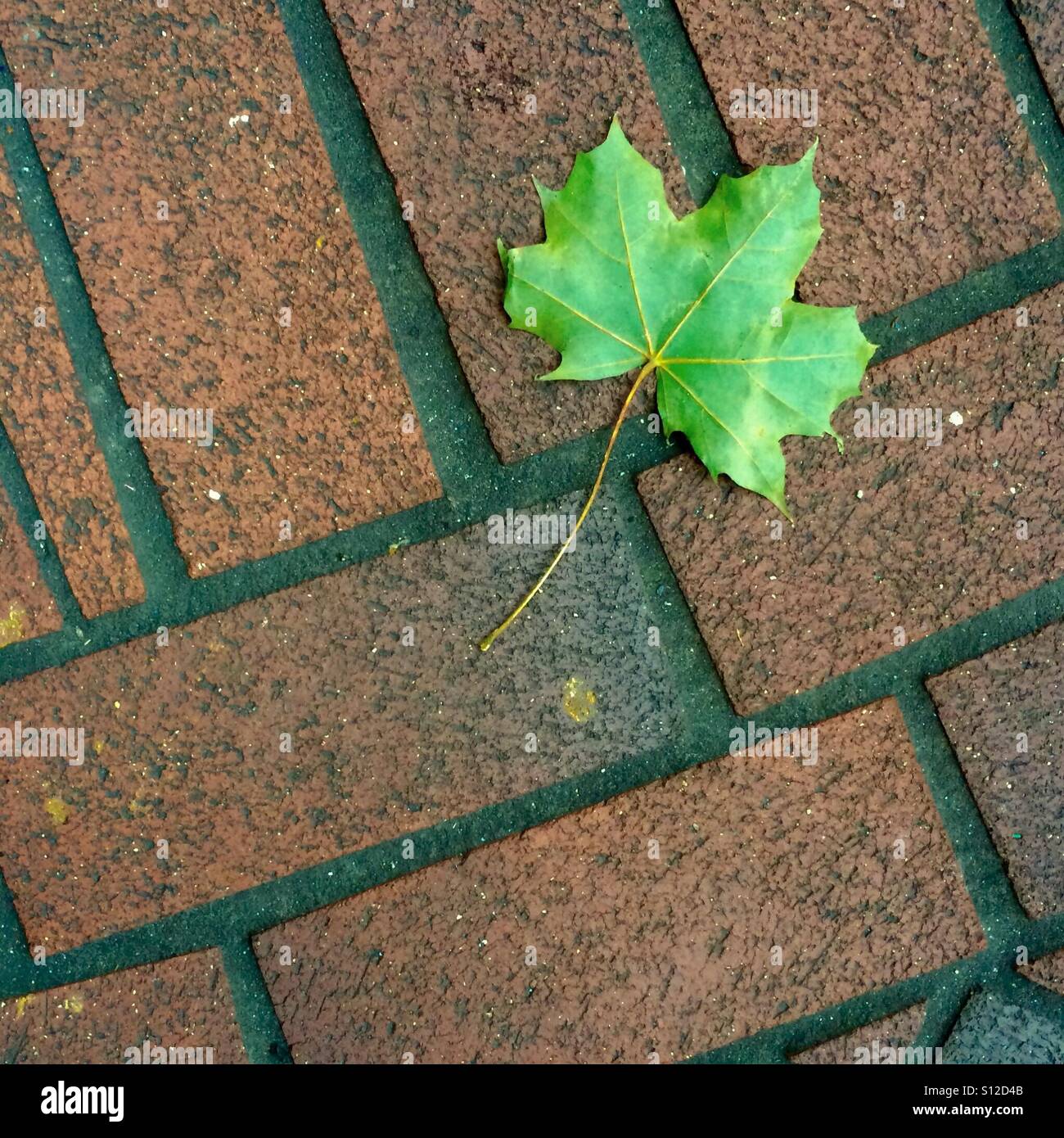 Foglia di acero, caduto sul marciapiede di mattoni, Gastown, quartiere storico, Vancouver, BC, Canada Foto Stock