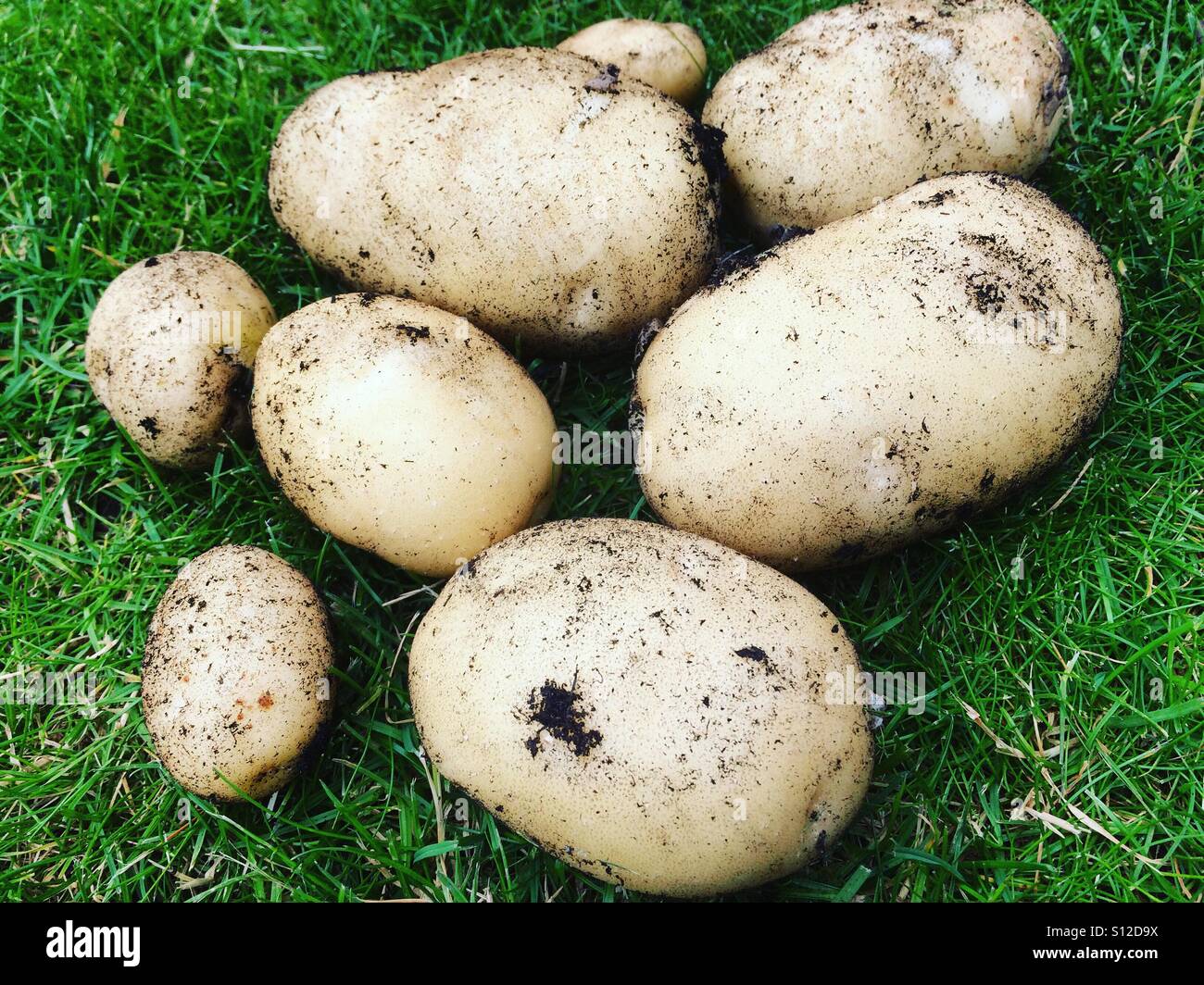Casa coltivati patate organico raccolto da un giardino nelle zone rurali a Godalming in Surrey. Le patate sono state il primo raccolto della stagione. Foto Stock