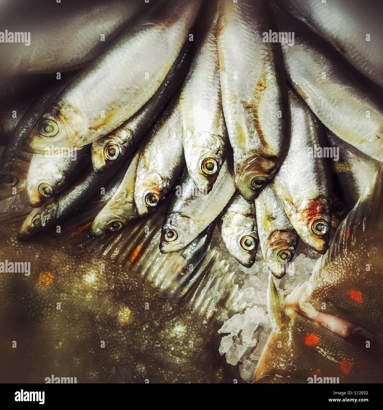 Gli spratti freschi sono disposti sul ghiaccio in un mercato del pesce, esposti in file ordinate con scaglie argentate e occhi, creando un modello astratto e strutturato di pesce. - Immagine stock catturata con smartphone