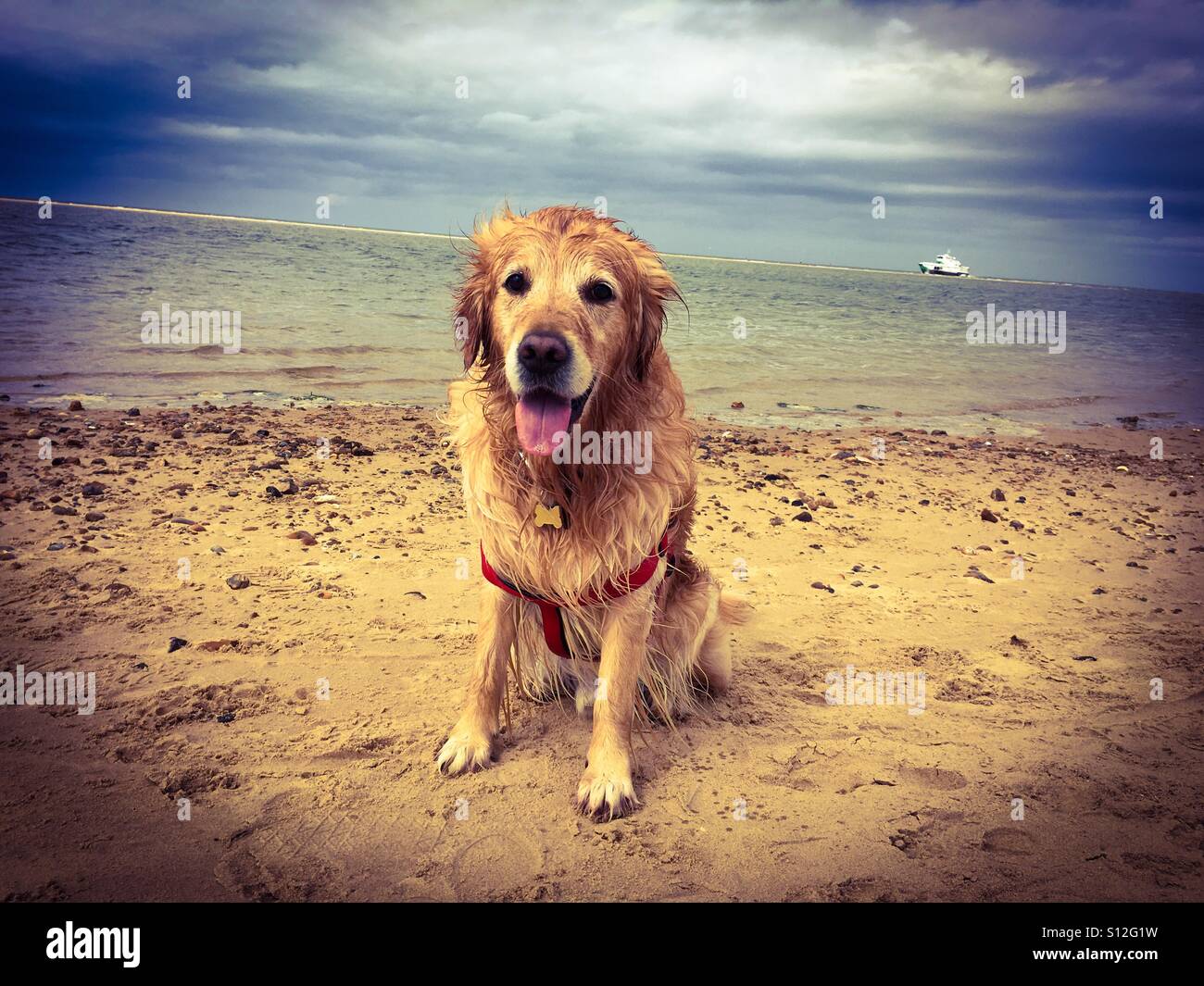 Un felice Golden Retriever seduto sulla spiaggia a Wells-Next-mare in Norfolk. - Immagine stock catturata con smartphone