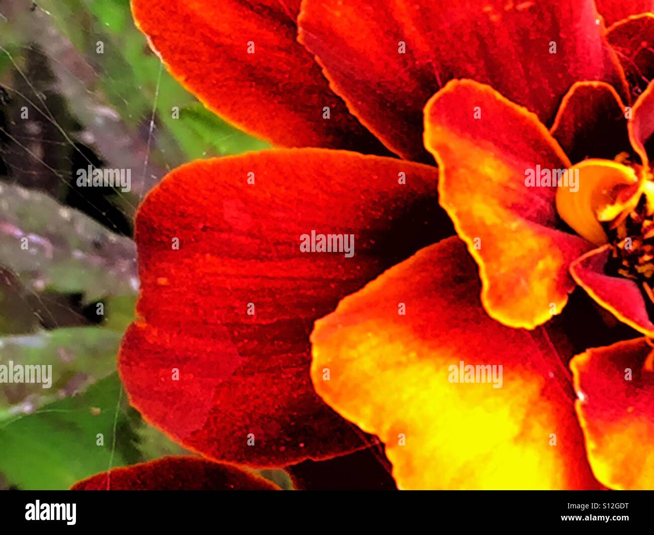 Tagete petali - Immagine stock catturata con smartphone
