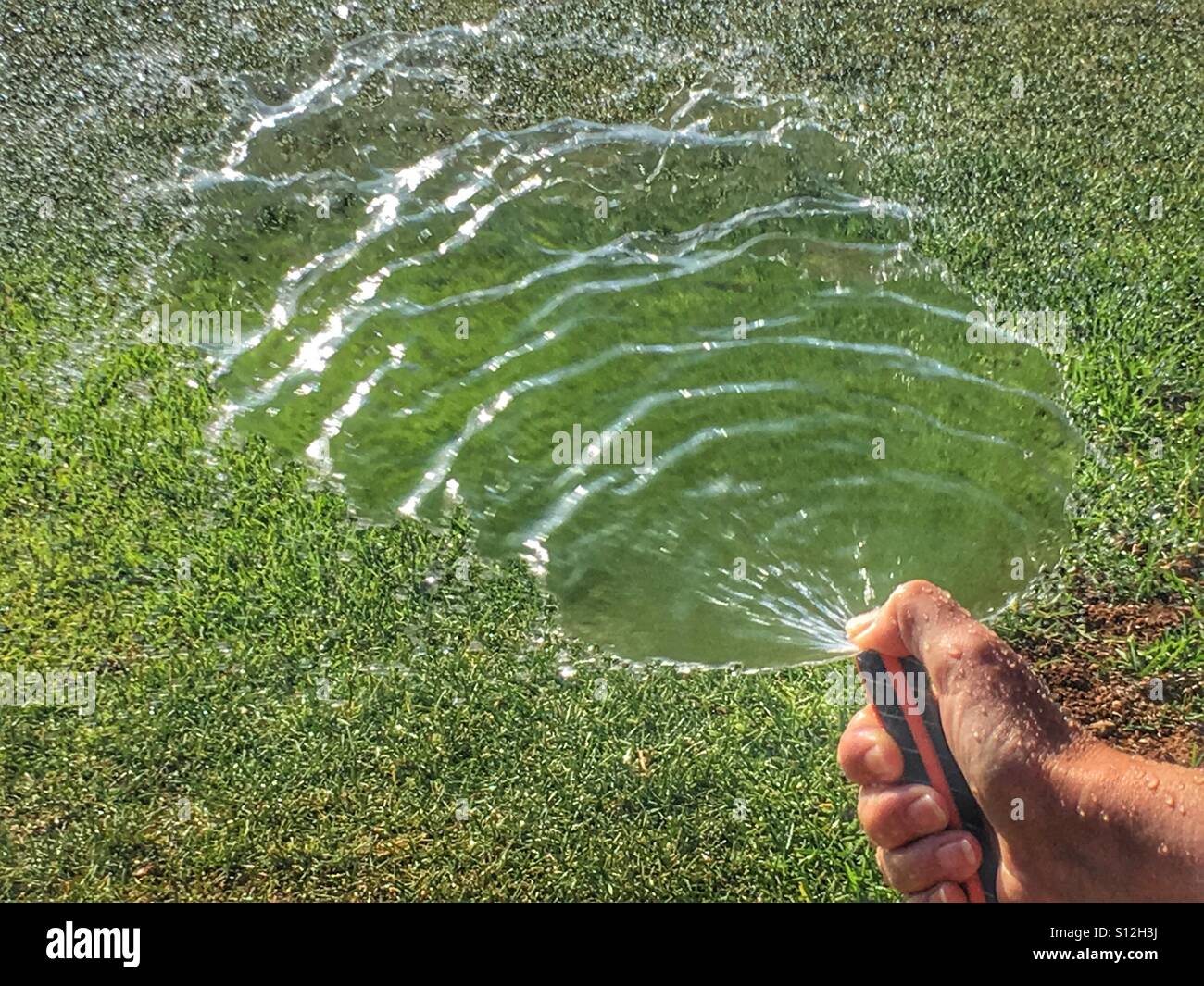 Prato di irrigazione a mano con un tubo flessibile da giardino. Foto Stock