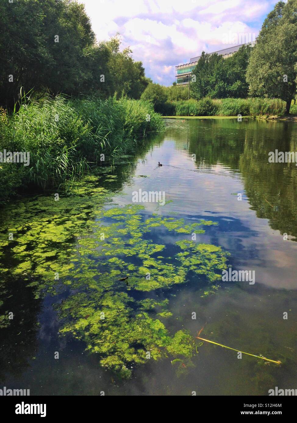 Un lago nel mezzo di un parco di attività. Foto Stock