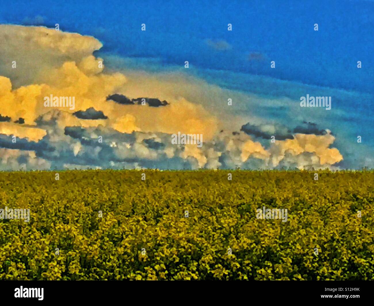 La Canola Field e drammatica del cielo - Immagine stock catturata con smartphone