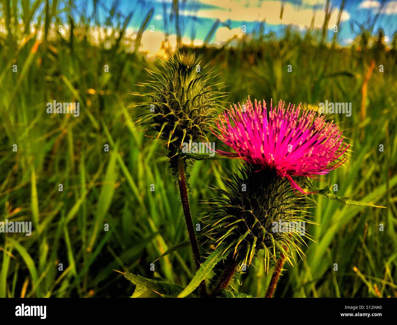 Cursium vulgare, fico d'India fiori selvatici. Spear thistle, Bull thistle, comune thistle Foto Stock