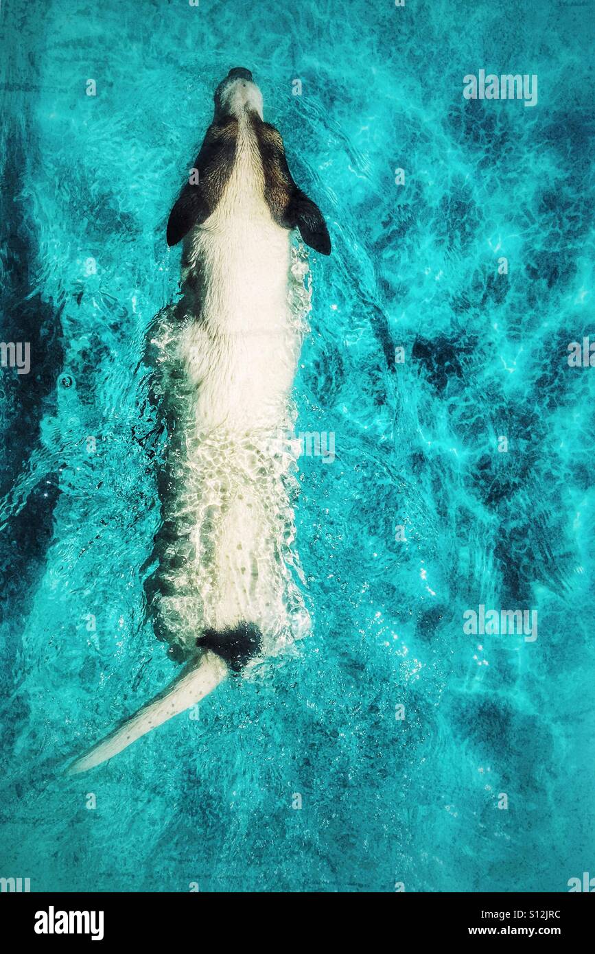 Cane con cuore spot sagomato, nuotare nella piscina esterna su di un giorno d'estate. - Immagine stock catturata con smartphone