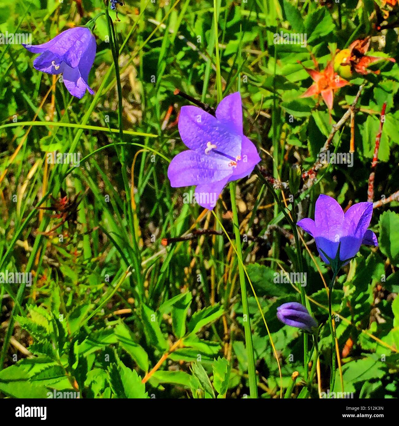 Lepre o campana Blue-Bell. Campanula rotundifolia, millefiori Foto Stock