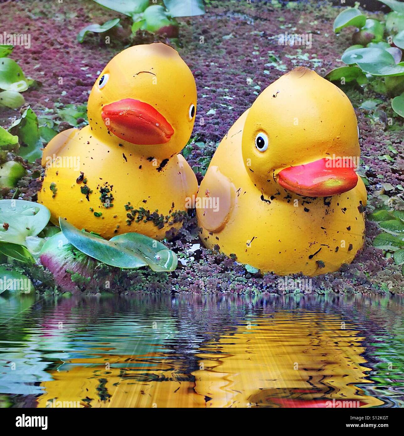 ..Avete vedere dirty anatre in granita acqua..?!? (No!) Foto Stock