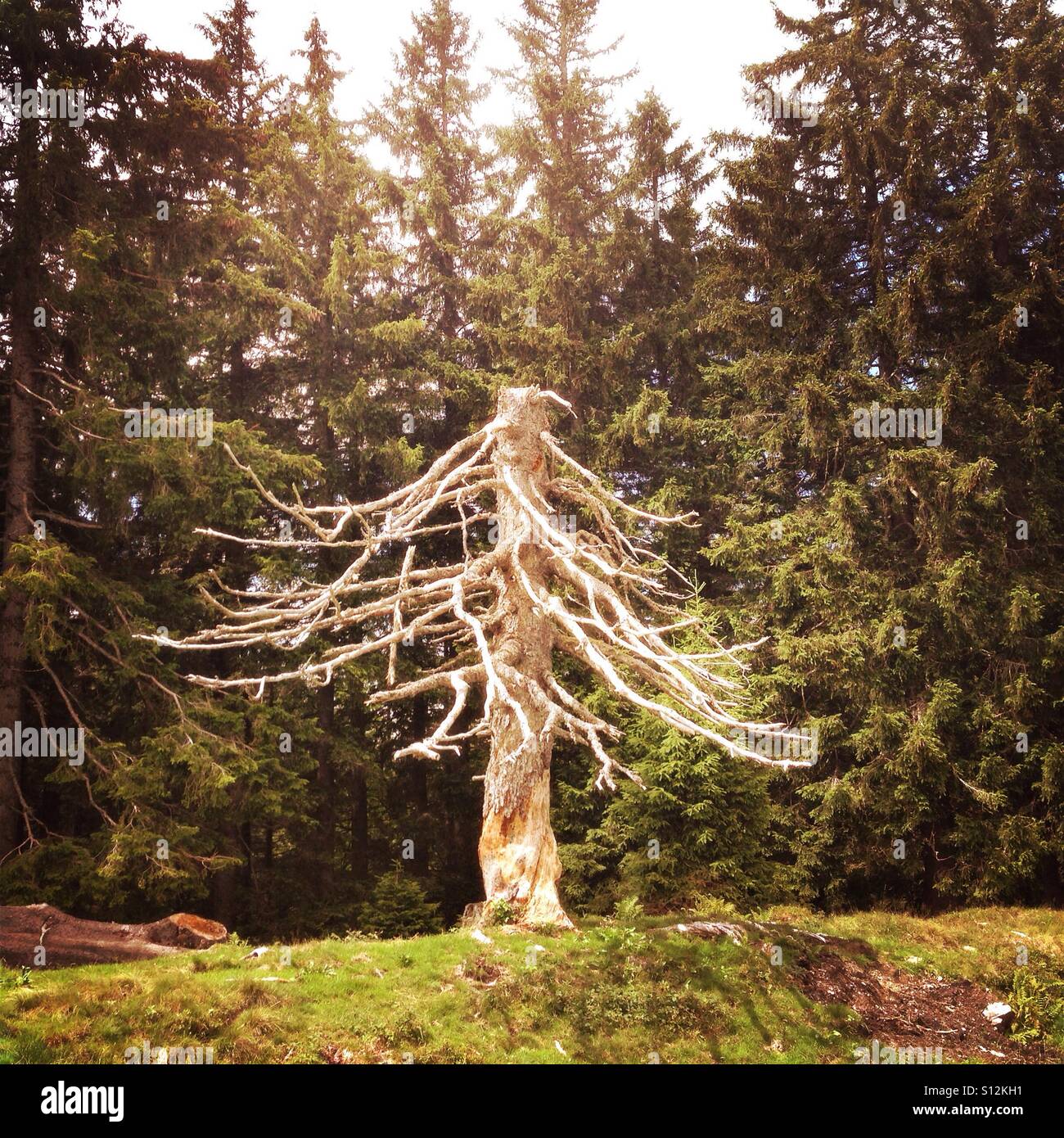 Morto un albero bianco sollevato in bog sul gruppo Hoerner mountain range in Algovia orientale delle Alpi tedesche, Oberallgaeu, Germania - Immagine stock catturata con smartphone