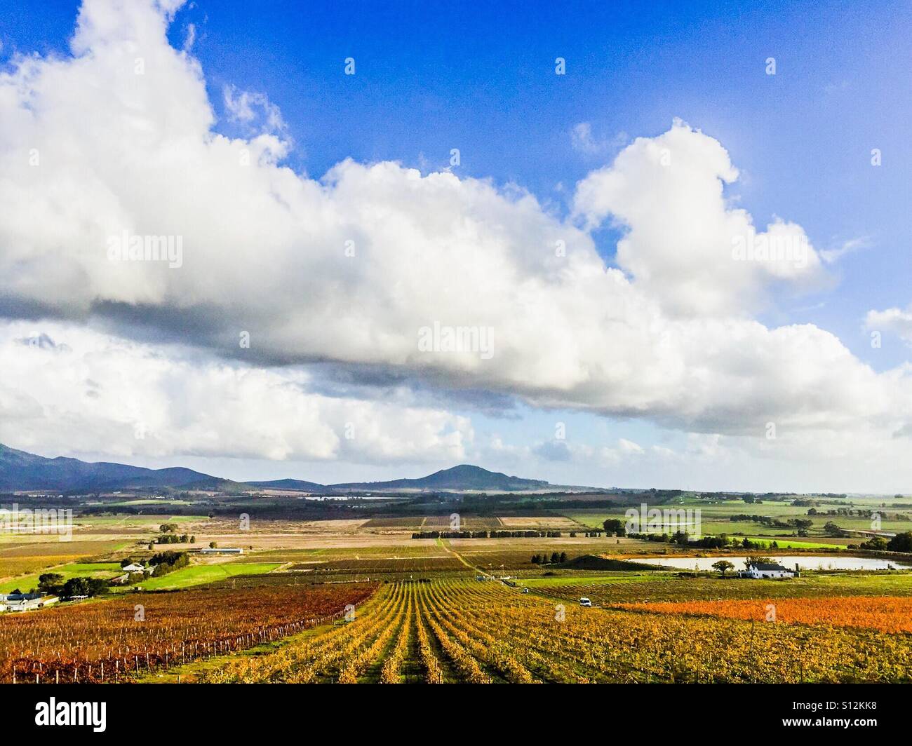 Vigneti interminabili con le montagne e puffy nuvole nel cielo blu. Foto Stock