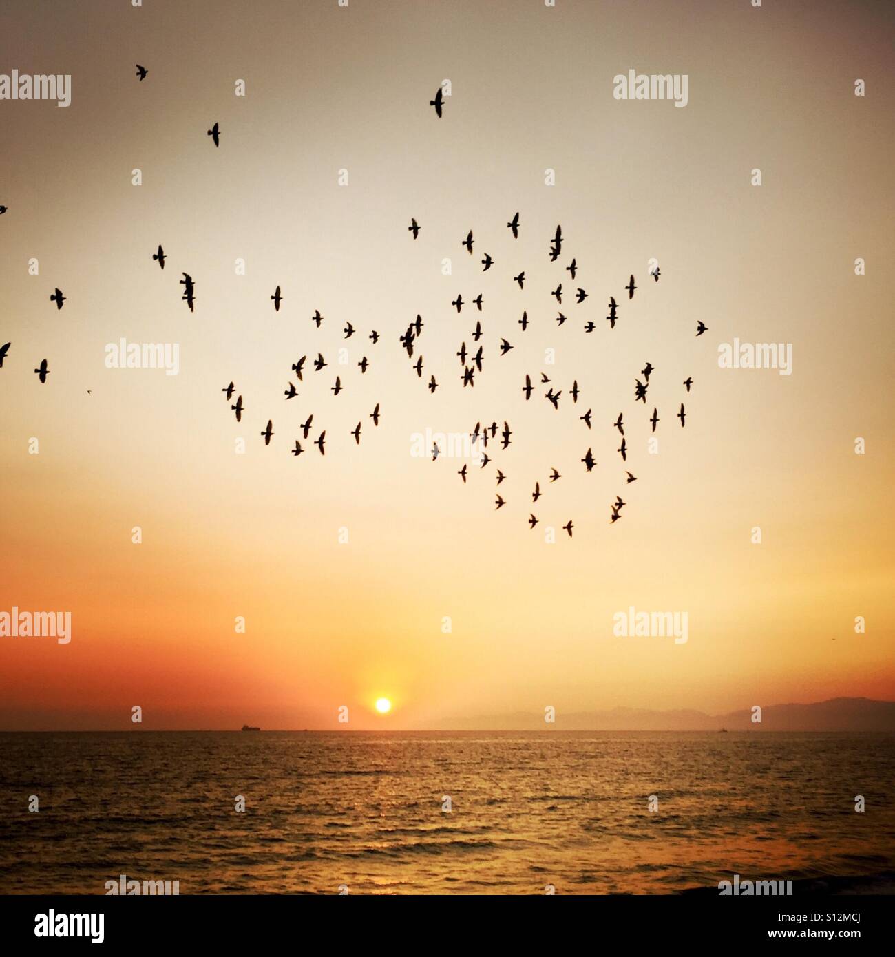 Tramonto sulla spiaggia con un sacco di uccelli in volo. Manhattan Beach , California USA. Foto Stock
