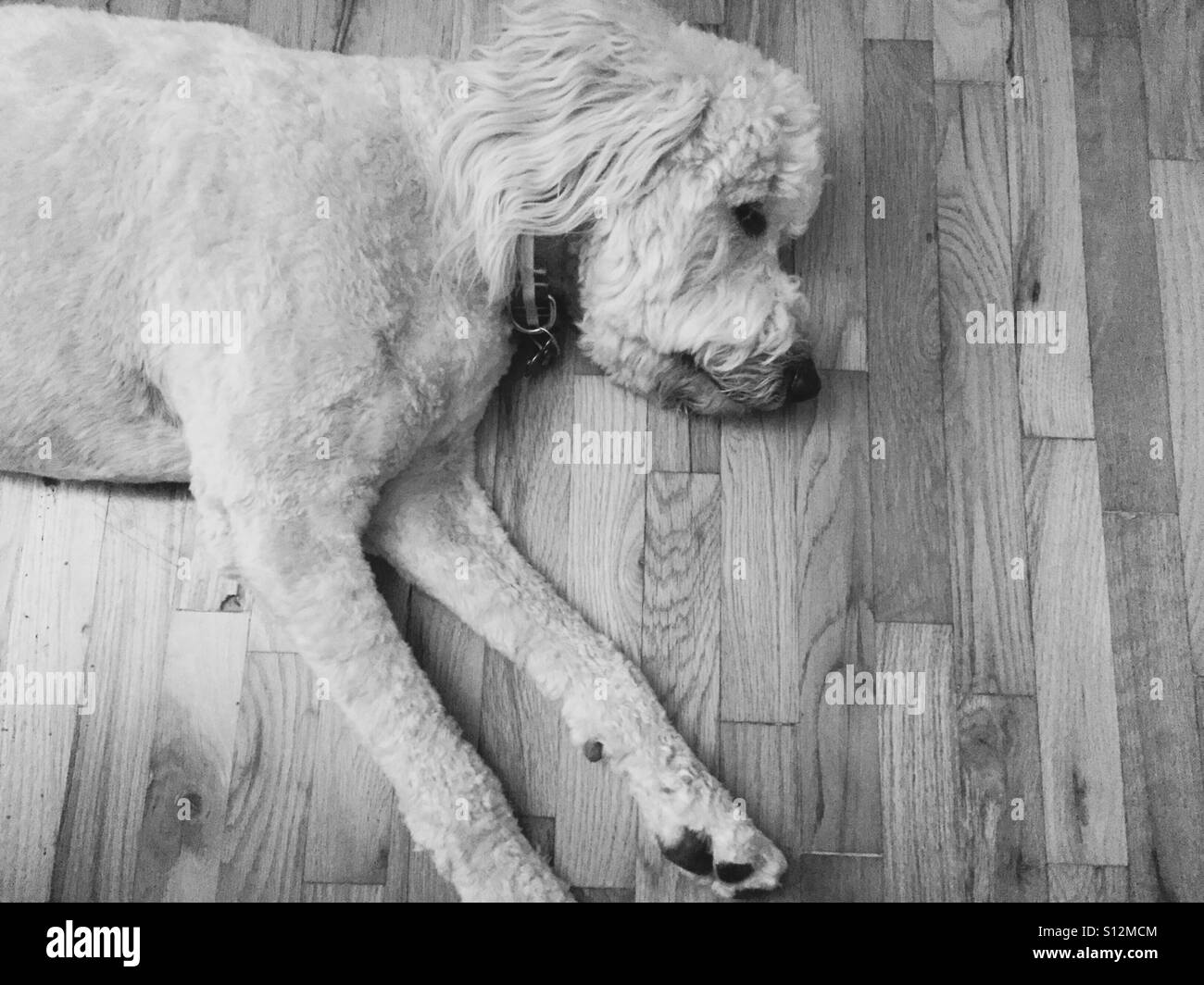 Labradoodle cane posa sul pavimento. - Immagine stock catturata con smartphone