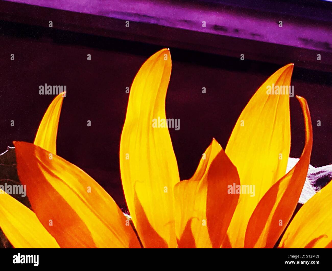 Colore immagine manipolata gigante di petali di girasole close up. Foto Stock