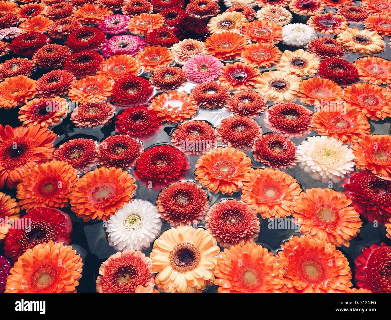 Una fontana piena di fiori galleggiante Foto Stock