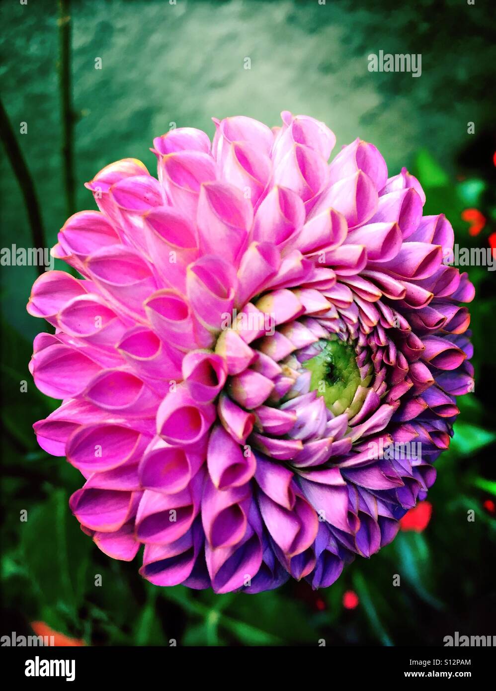 Fiore rosa che assomiglia a un occhio Foto Stock