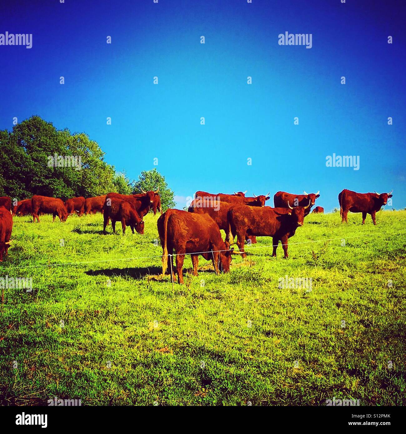 Vacche marrone in campo verde in Normandia - Immagine stock catturata con smartphone