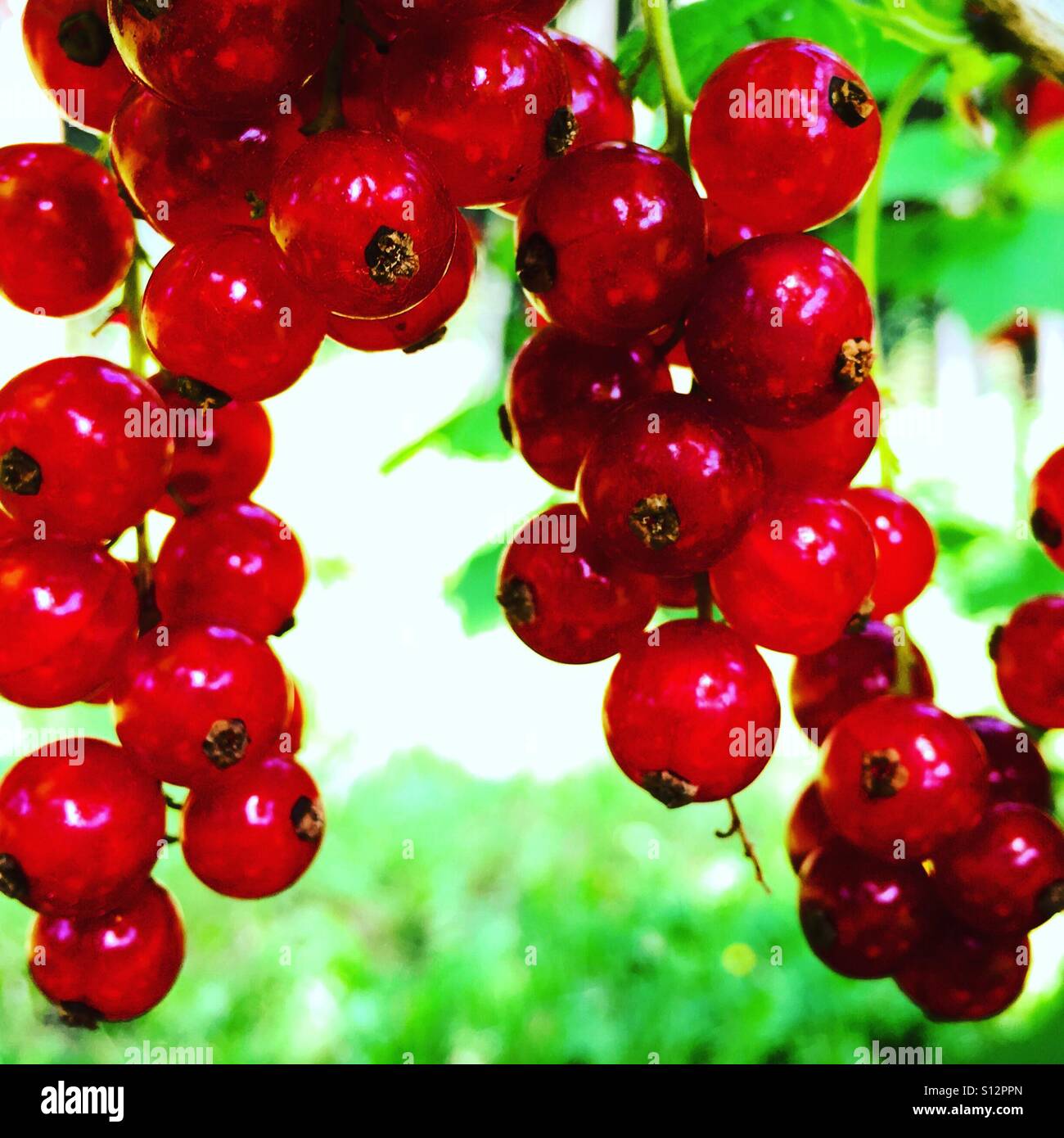 Dettaglio del curants rosso - Immagine stock catturata con smartphone