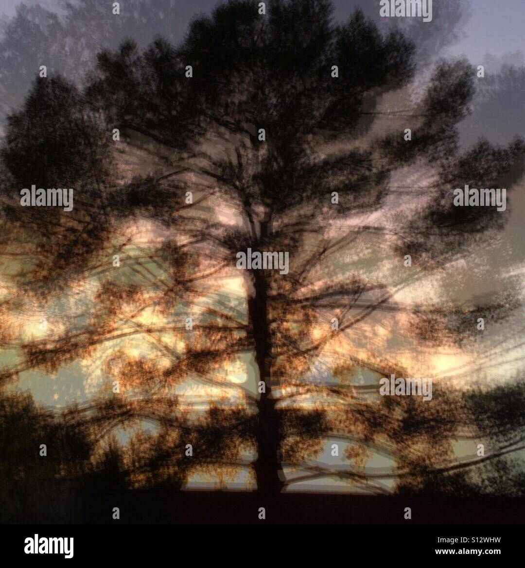 Un albero al tramonto - Immagine stock catturata con smartphone