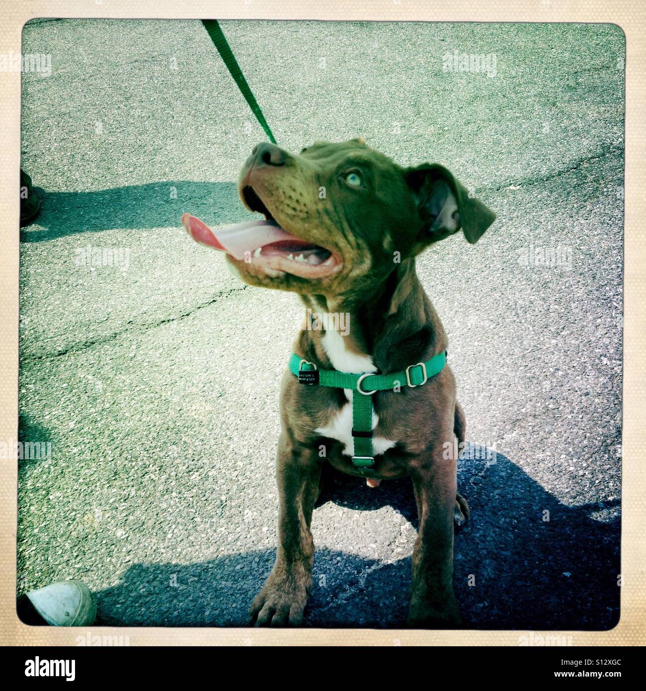 Felice cucciolo di salvataggio - Immagine stock catturata con smartphone